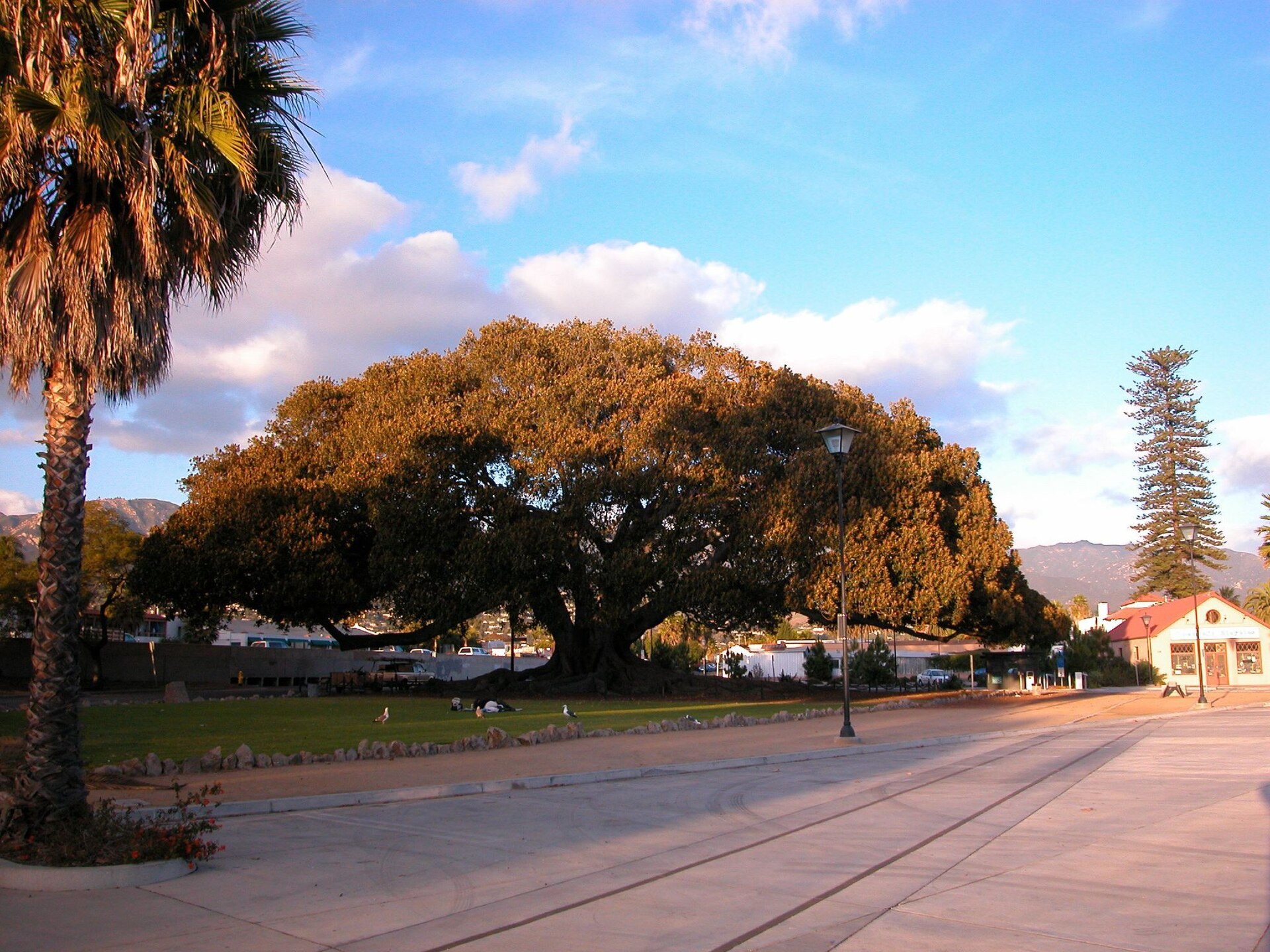 Moreton Bay Fig Tree